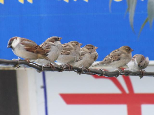 Sparrows cluster on a wire at the Ridge, Shimla. (PHOTO: SANTOSH THAKUR)