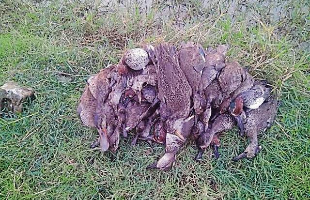 Some carcasses of the migratory birds (HT Photo)