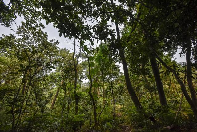 Plantation site near Malabar Hill. (Kunal Patil/HT) Plantation site near Malabar Hill. (Kunal Patil/HT)