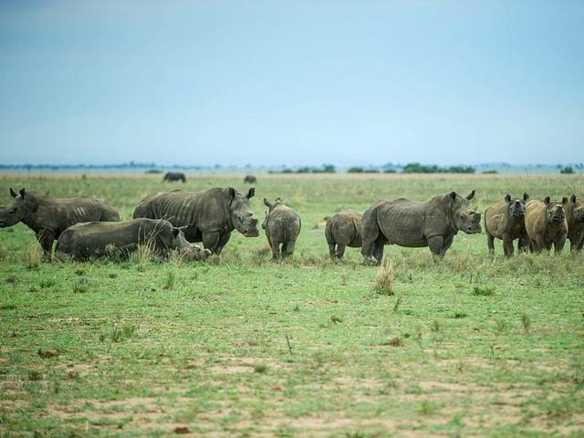 Very few places in the world afford you the chance to see rhinos. (AFP) Very few places in the world afford you the chance to see rhinos. (AFP)
