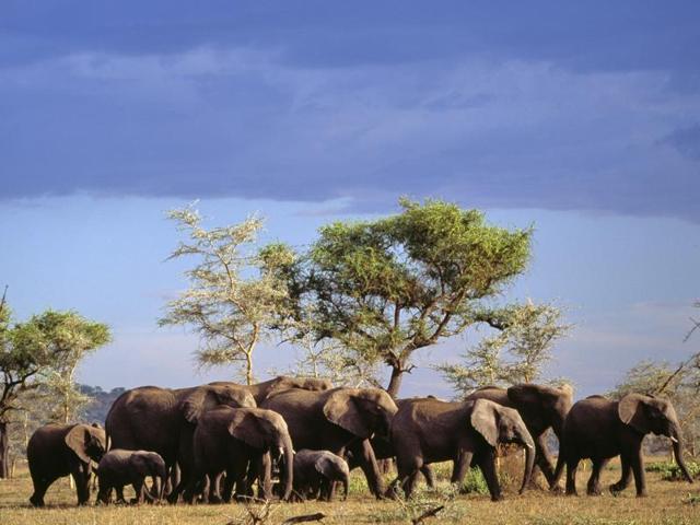 Stay at a jungle lodge or resort. (iStock) Stay at a jungle lodge or resort. (iStock)