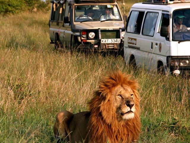 While on safari, you will get to witness the incredible life and times of cultures such as the Maasai, the Kalahari Bushmen, and Pygmies. (Shutterstock) While on safari, you will get to witness the incredible life and times of cultures such as the Maasai, the Kalahari Bushmen, and Pygmies. (Shutterstock)
