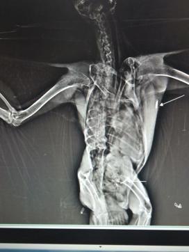 The X-ray plate which revealed some kind of a chip inside of the bird. (HT Photo) The X-ray plate which revealed some kind of a chip inside of the bird. (HT Photo)