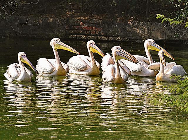 Great white pelicans seen at Delhi Zoo. (Sanchit Khanna/HT PHOTO)