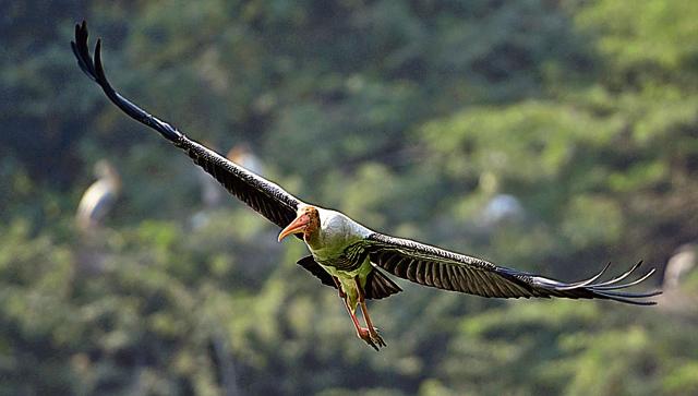 Migratory birds like painted stork have started arriving at the Delhi Zoo. (Sanchit Khanna/HT PHOTO)