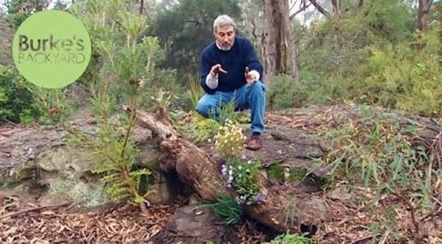 Don Burke’s popular TV gardening show has now been running for 17 years. Don Burke’s popular TV gardening show has now been running for 17 years.