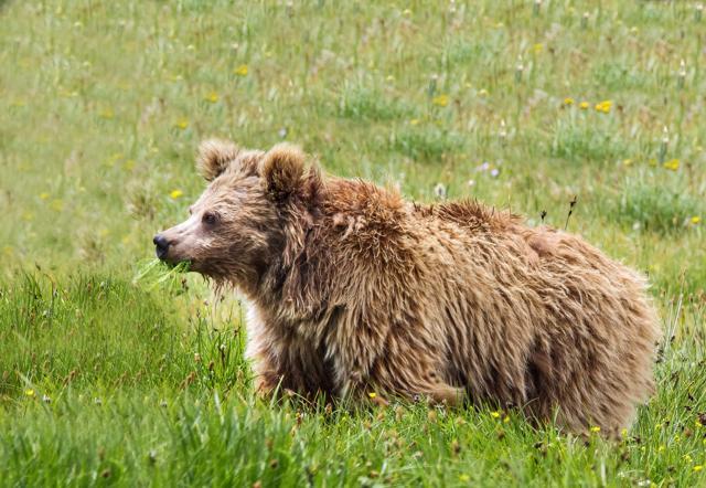 This undated handout picture released by the Snow Leopard Foundation on November 29, 2017, shows a Himalayan brown bear in Pakistan. (AFP Photo) This undated handout picture released by the Snow Leopard Foundation on November 29, 2017, shows a Himalayan brown bear in Pakistan. (AFP Photo)