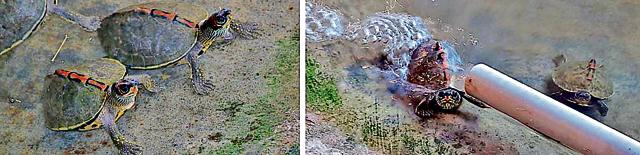 Indian Roofed turtles (right) enjoying a warm water bath at Chhatbir Zoo in Zirakpur. (PHOTOS: SHIVJOT SINGH BHULLAR)
