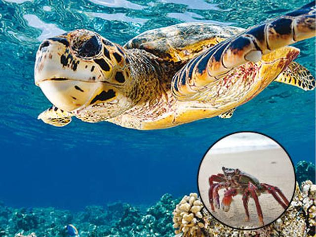 It’s a slice of paradise hemmed with clear blue sea throbbing with marine life (Shutterstock) It’s a slice of paradise hemmed with clear blue sea throbbing with marine life (Shutterstock)