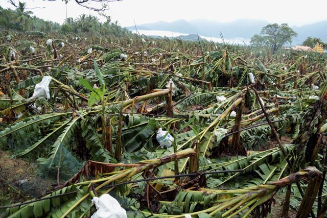 Kanyakumari: Banana plantation damaged due to heavy rainfall caused by the cyclone Ockhi which devastated the district leading to lack of power supply and essential commodities on Saturday.PTI Photo(PTI12_2_2017_000118B) (PTI) Kanyakumari: Banana plantation damaged due to heavy rainfall caused by the cyclone Ockhi which devastated the district leading to lack of power supply and essential commodities on Saturday.PTI Photo(PTI12_2_2017_000118B) (PTI)