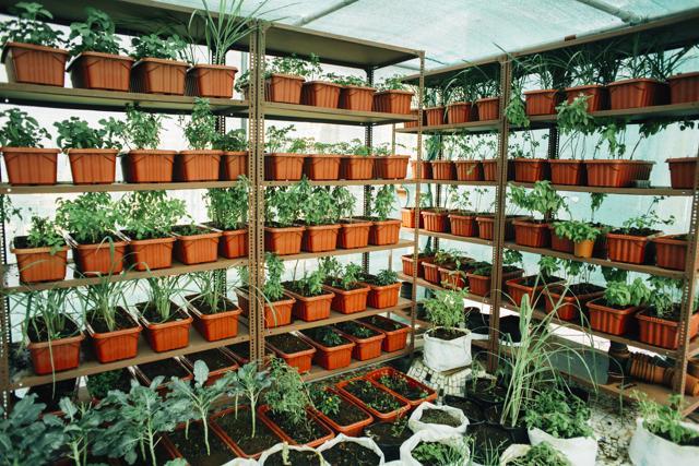 The vertical garden at Candy and Green The vertical garden at Candy and Green