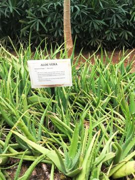 Aloe vera grown in JW Cafe’s inhouse garden Aloe vera grown in JW Cafe’s inhouse garden
