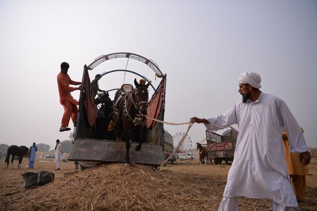 A man unloading a horse from a truck at the tent-pegging competition at Kot Fateh Khan in Attock district of Pak Punjab. (Aamir Qureshi/ AFP) A man unloading a horse from a truck at the tent-pegging competition at Kot Fateh Khan in Attock district of Pak Punjab. (Aamir Qureshi/ AFP)