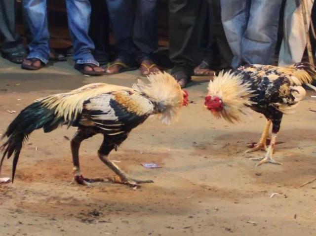 Training roosters isn’t for everyone, even those who have a stomach for violence. (HT file) Training roosters isn’t for everyone, even those who have a stomach for violence. (HT file)