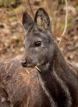 Vampire deer. (Youtube)