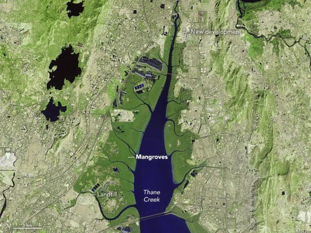 The satellite image taken by NASA in 1988, which shows how urban development encroached on mangroves in several areas (NASA)