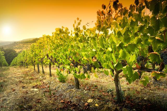Vineyards of Chianti. (Shutterstock) Vineyards of Chianti. (Shutterstock)