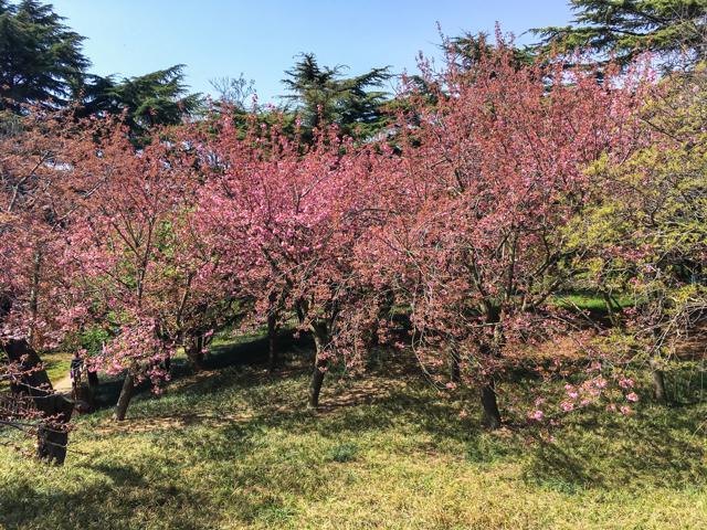 Zhongshan P ark in Qingdao has a corridor of 20,000 cherry trees imported from Japan. (Shutterstock) Zhongshan P ark in Qingdao has a corridor of 20,000 cherry trees imported from Japan. (Shutterstock)