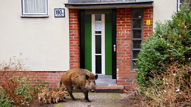 A 2008 picture by the Berlin Forestry Commission shows a sow and her offspring that made their home outside an apartment building. (Berlin Forestry Commission) A 2008 picture by the Berlin Forestry Commission shows a sow and her offspring that made their home outside an apartment building. (Berlin Forestry Commission)