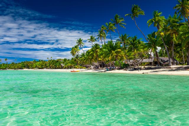 Tall coconut palm trees in Fiji. (Shutterstock) Tall coconut palm trees in Fiji. (Shutterstock)
