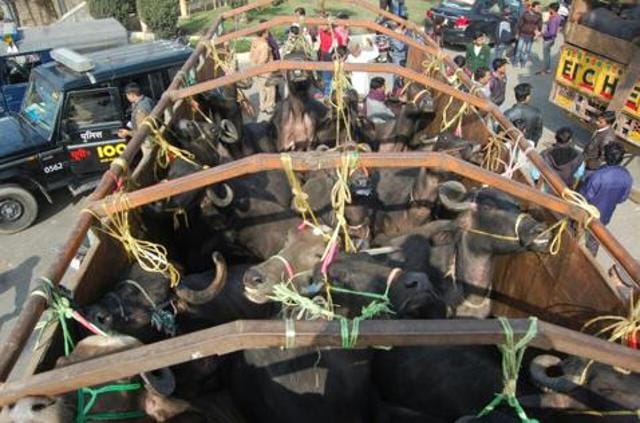 The transporters’ association has banned ferrying of animals in the wake of attacks on drivers by cow vigilantes. (HT Photo) The transporters’ association has banned ferrying of animals in the wake of attacks on drivers by cow vigilantes. (HT Photo)