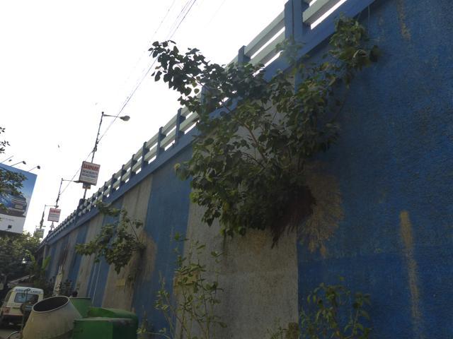 Holes in the ramp walls of the bridge have allowed even trees to grow over the years (Tanmay Chatterjee)