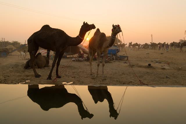 The two-day camel fair in Bikaner will be held on January 13-14, 2018. (Shutterstock) The two-day camel fair in Bikaner will be held on January 13-14, 2018. (Shutterstock)