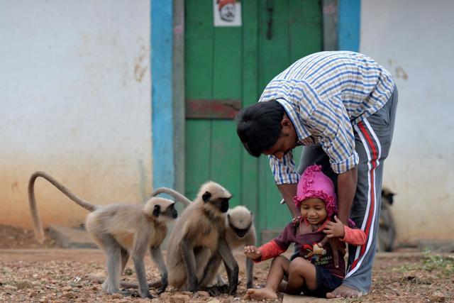 Mallikarjuna Redder Reddy carries his nephew Samarth outside his home so he can play with langur monkeys in Allapur village in Karnataka. (AFP) Mallikarjuna Redder Reddy carries his nephew Samarth outside his home so he can play with langur monkeys in Allapur village in Karnataka. (AFP)