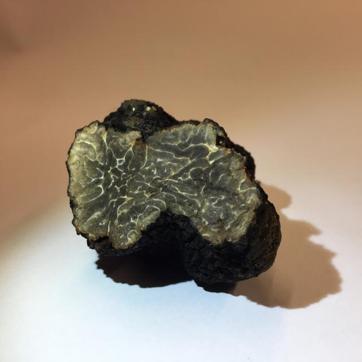 A wild truffle, Tuber brumale, was found on the green roof of a hotel in Paris. (AFP/MNHN / TOPAGER) A wild truffle, Tuber brumale, was found on the green roof of a hotel in Paris. (AFP/MNHN / TOPAGER)