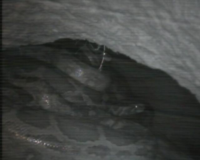 A burrow video camera photo of two rock pythons inside a burrow. (PHOTO: DR HN KUMARA/SACON) A burrow video camera photo of two rock pythons inside a burrow. (PHOTO: DR HN KUMARA/SACON)
