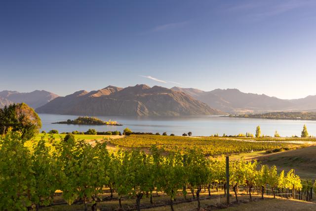 A New Zealand vineyard. (Shutterstock) A New Zealand vineyard. (Shutterstock)