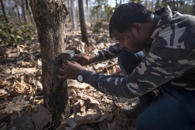 A forest official at a camera trap. More than 60 have been added in the region to try and track the tigress but she has adapted too. She never revisits a kill zone, and she hides out in gorges covered in bracken so thick that even the trackers cannot follow. (Pratik Chorge / HT Photo)