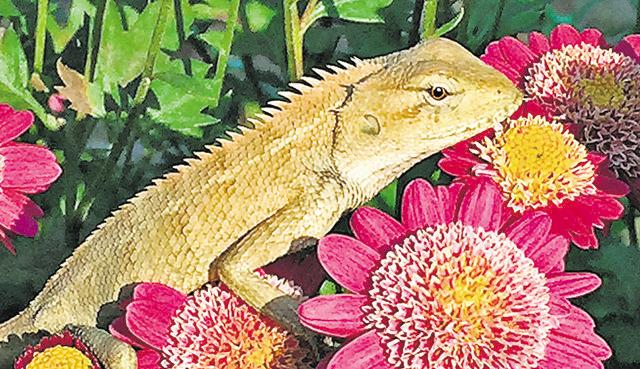 A garden lizard basks on pink chrysanthemums. (PHOTO: VIKRAM JIT SINGH) A garden lizard basks on pink chrysanthemums. (PHOTO: VIKRAM JIT SINGH)