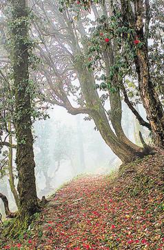 Rhododendrons lay a red carpet on Churdhar track (PHOTO: CHANDAN BHARDWAJ) Rhododendrons lay a red carpet on Churdhar track (PHOTO: CHANDAN BHARDWAJ)