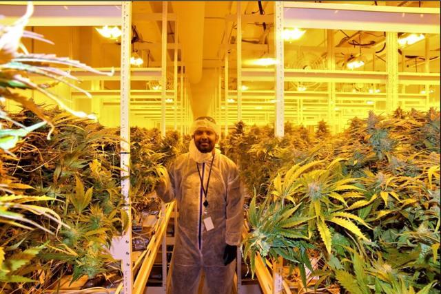 Vijay Sappani, co-founder of the cannabis startup TerrAscend Corp, in the flowering room at the company’s facility in Mississauga, a suburb of Toronto. Clones from mother plants are transplanted in this room and flower here. (HT Photo)