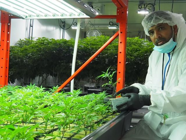 Vijay Sappani, co-founder of the cannabis startup TerrAscend Corp, in the mother room at the company’s facility in Mississauga, a suburb of Toronto. (HT Photo)