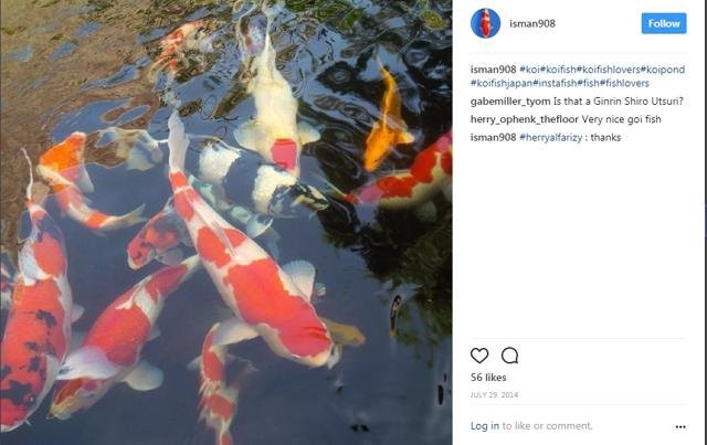 Top breeders take their most prized specimens (known as nishikigoi) to highly competitive “beauty parades”. (Instagram/Isman908) Top breeders take their most prized specimens (known as nishikigoi) to highly competitive “beauty parades”. (Instagram/Isman908)