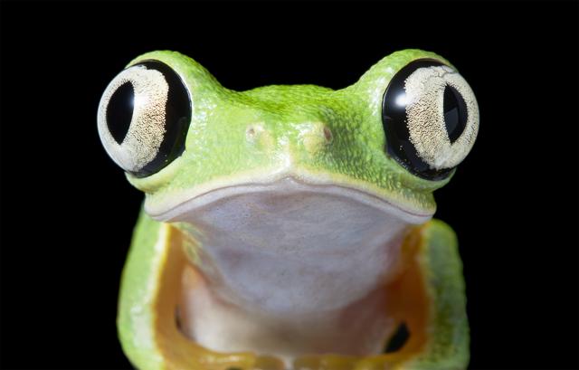 Lemur Leaf Frog, native to Costa Rica and Panama | Conservation Status: Critically Endangered (© Tim Flach) Lemur Leaf Frog, native to Costa Rica and Panama | Conservation Status: Critically Endangered (© Tim Flach)