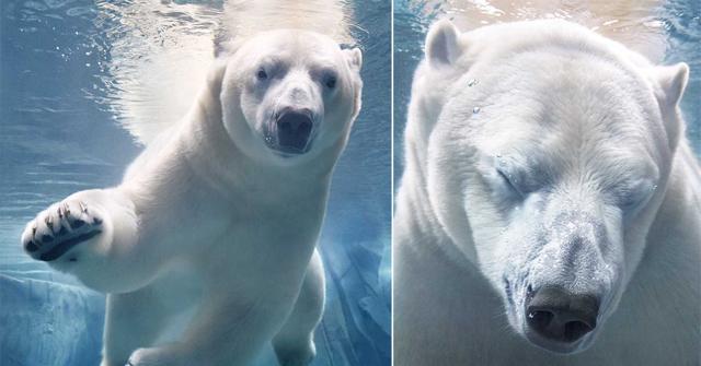 Polar Bear | Conservation Status: Threatened (© Tim Flach) Polar Bear | Conservation Status: Threatened (© Tim Flach)