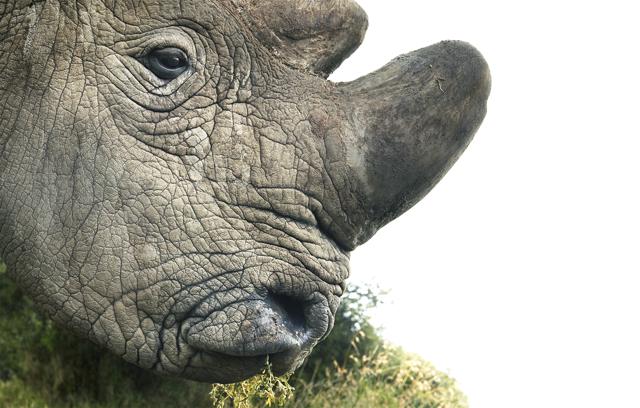 Male Northern White Rhino [Native: South Africa - Possibly extinct: Congo - The Democratic Republic of the; South Sudan; Sudan - Regionally extinct: Central African Republic; Chad - Reintroduced: Botswana; Kenya; Mozambique; Namibia; Swaziland; Uganda; Zimbabwe - Introduced: Zambia] | Conservation status: Critically Endangered/Possibly Extinct (© Tim Flach)