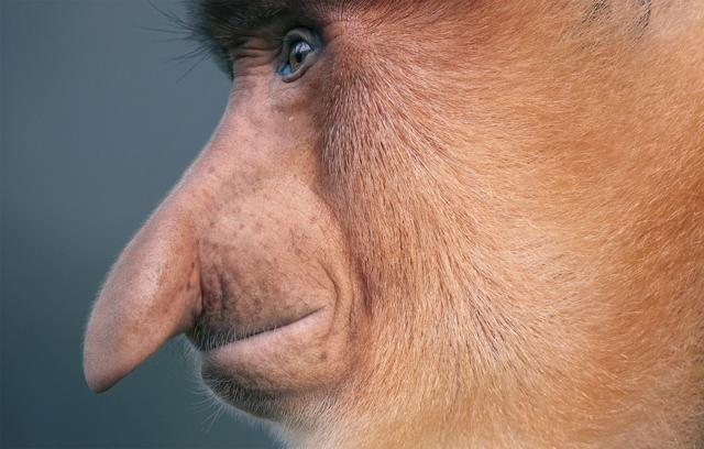 Proboscis Monkey, native to Brunei Darussalam; Indonesia (Kalimantan); Malaysia (Sabah, Sarawak) | Conservation Status: Endangered (© Tim Flach) Proboscis Monkey, native to Brunei Darussalam; Indonesia (Kalimantan); Malaysia (Sabah, Sarawak) | Conservation Status: Endangered (© Tim Flach)