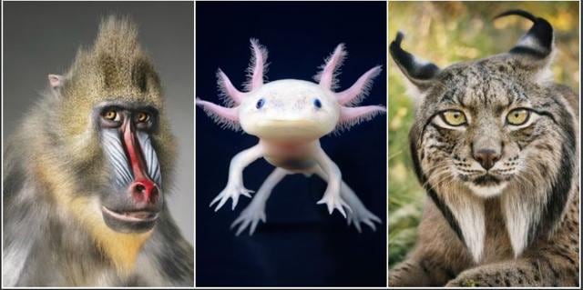 LEFT: Mandrill, native to Cameroon; Congo; Equatorial Guinea; Gabon | Conservation Status: Vulnerable, CENTRE: Axolotl, native to Mexico | Conservation Status: Critically Endangered | RIGHT: Iberian Lynx, native to Spain, reintroduced in Portugal (mainland) | Conservation Status: Critically Endangered (© Tim Flach)