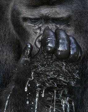 Western Lowland Gorilla, native to Angola (Cabinda); Cameroon; Central African Republic; Congo; Equatorial Guinea (Equatorial Guinea (mainland)); Gabon | Conservation Status: Critically Endangered (© Tim Flach) Western Lowland Gorilla, native to Angola (Cabinda); Cameroon; Central African Republic; Congo; Equatorial Guinea (Equatorial Guinea (mainland)); Gabon | Conservation Status: Critically Endangered (© Tim Flach)