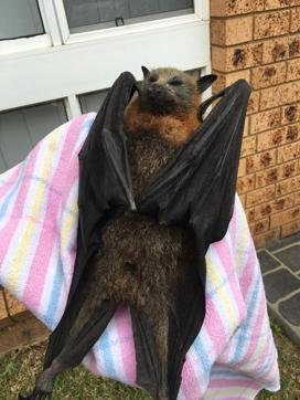 This handout picture taken on January 7, 2018 and released by Help Save the Wildlife and Bushlands in Campbelltown shows the rescue of a heat stricken bat in Sydney. (AFP Photo) This handout picture taken on January 7, 2018 and released by Help Save the Wildlife and Bushlands in Campbelltown shows the rescue of a heat stricken bat in Sydney. (AFP Photo)