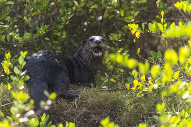 It’s not just otters in danger. There are Indo-Pacific humpbacked dolphins, porpoises and whales in the waters off the coast of Sindhudurg. And those are just the species designated as protected or endangered. (Pratik Chorge / HT Photo)