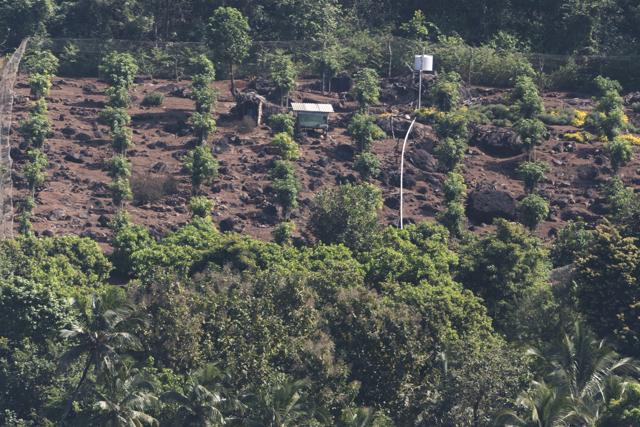 Pesticide runoff from large farms is also threatening marine ecosystems. Among the projects undertaken to counter such threats is a rice-intensification system to control pesticide pollution. (Pratik Chorge / HT Photo)