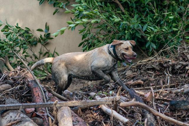 A search and rescue dog is guided through properties after a mudslide in Montecito. (Reuters Photo) A search and rescue dog is guided through properties after a mudslide in Montecito. (Reuters Photo)