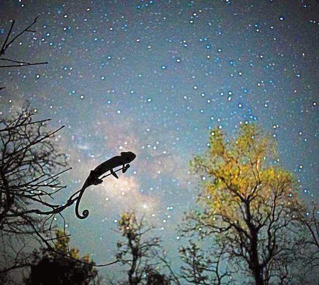 On a safe tree perch, a chameleon slumbers under the stars. (PHOTO: MANDAR GHUMARE)