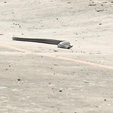 When HT visited the site, we found a snake (right) freely slithering on the cycle track. (HT PHOTO)