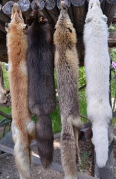Fox farming peaked in Norway in 1939, just before World War II, when the Nordic nation was the biggest world producer with almost 20,000 farms, according to a government report. (Getty Images/iStockphoto)